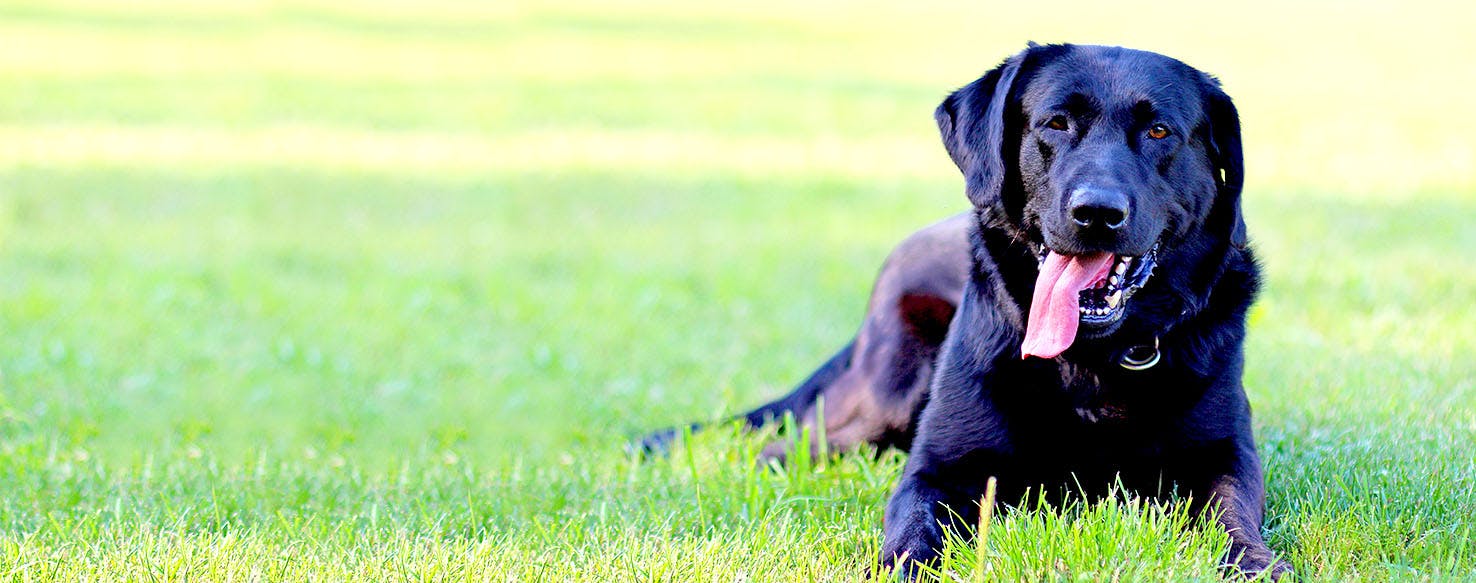 Cambodia Dog Names Popular Male and Female Names Wag!